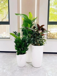 宁波鄞州花卉出租，服务超棒，你还不快来体验？